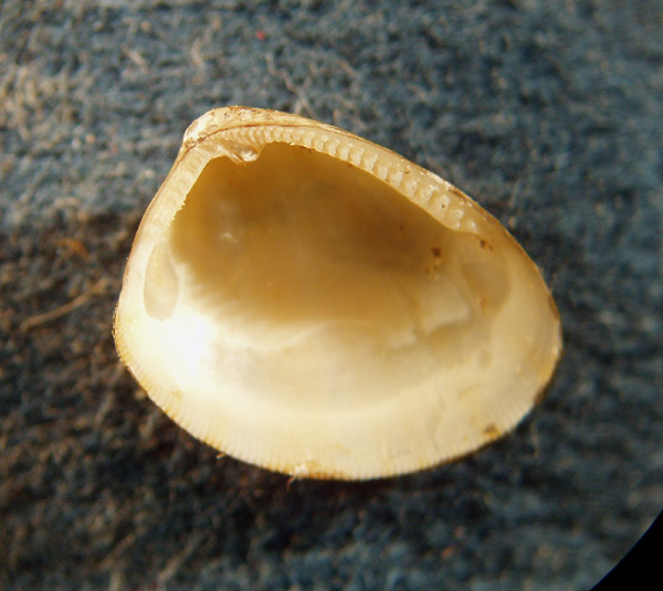 Nucula nitidosa